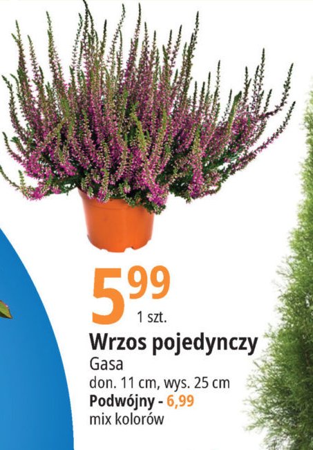 Wrzos podw贸jny Gasa group promocja