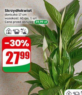 Skrzydłokwiat doniczka 17 cm  promocja w Dino