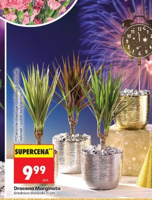 Dracena Marginata średnica doniczki 11 cm promocja w Biedronka