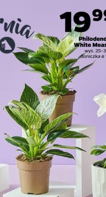 Philodendron White Measure 25-38 cm promocja w Netto