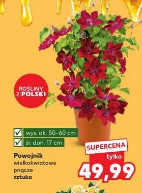 Powojnik śr. don. 17 cm promocja w Kaufland