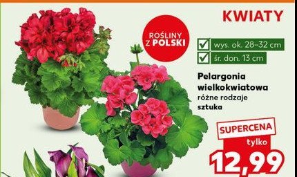Pelargonia wielkokwiatowa promocja w Kaufland