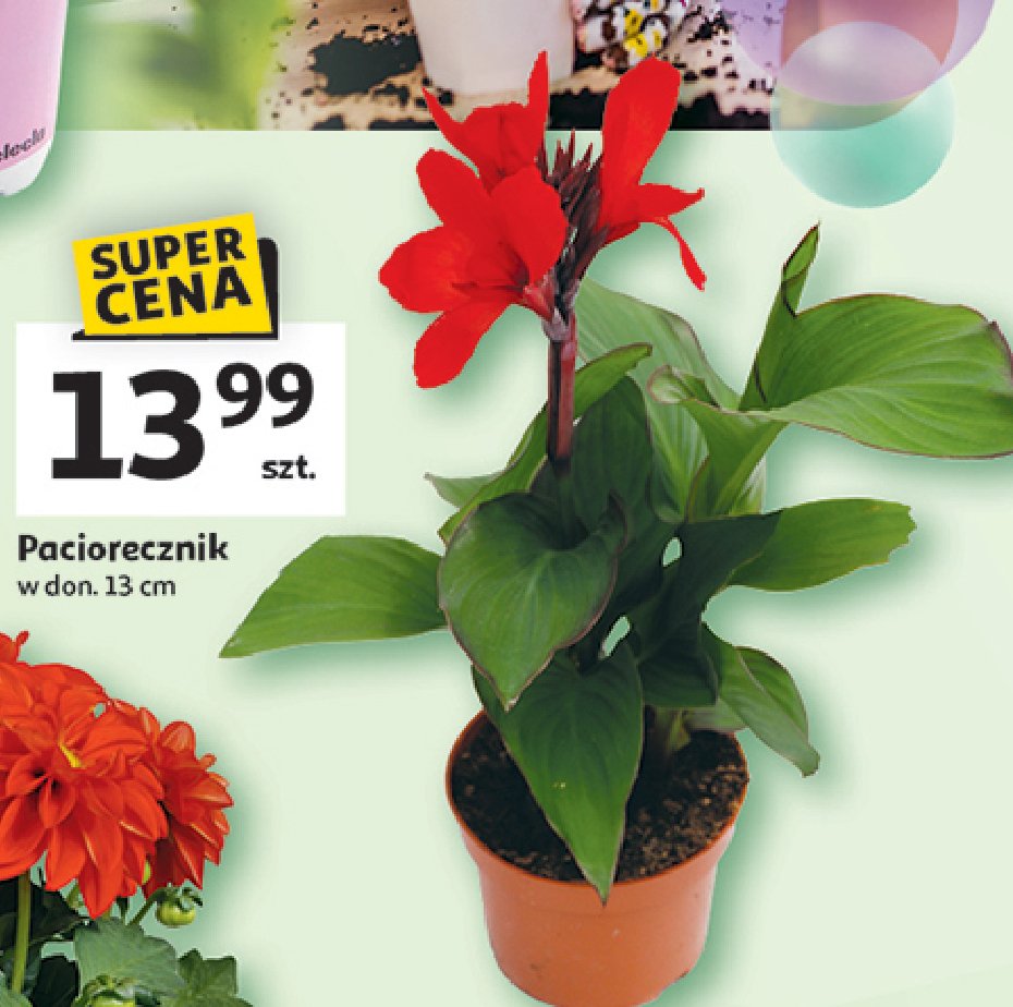 Paciorecznik 13 cm promocja
