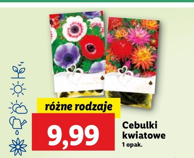 Cebulki kwiatowe promocja