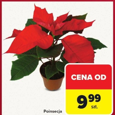 Poinsecja promocja w Carrefour
