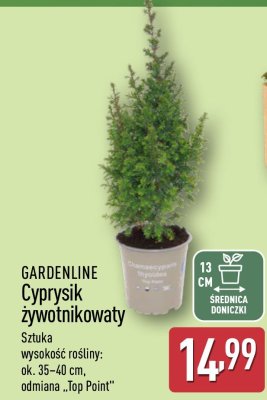 Cyprysik żywotnikowany  promocja w Aldi