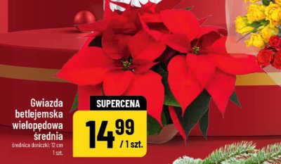 Gwiazda betlejemska wielopędowa średnia promocja w POLOmarket