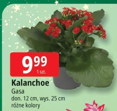 Kalanchoe Gasa promocja w Leclerc