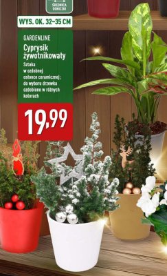 Roślina doniczkowa GARDENLINE Cyprysik żywotnikokwaty promocja w Aldi