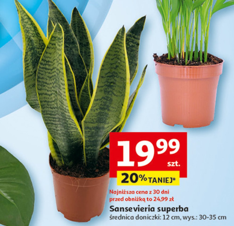 Sansevieria promocja