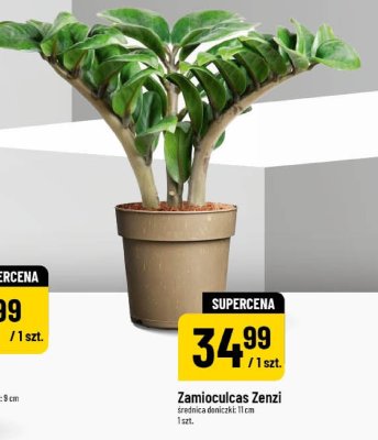 Zamioculcas Zenzi średnica doniczki 11 cm 1 szt. promocja w POLOmarket