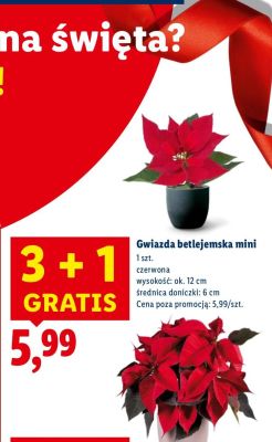 Gwiazda betlejemska mini promocja w Lidl