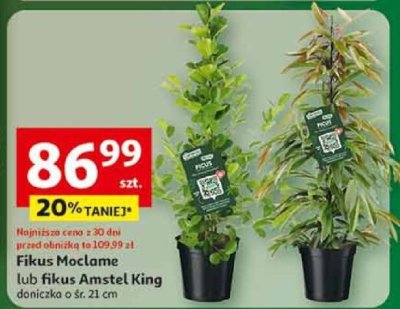 Fikus Amstel King doniczka o śr. 21 cm promocja w Auchan