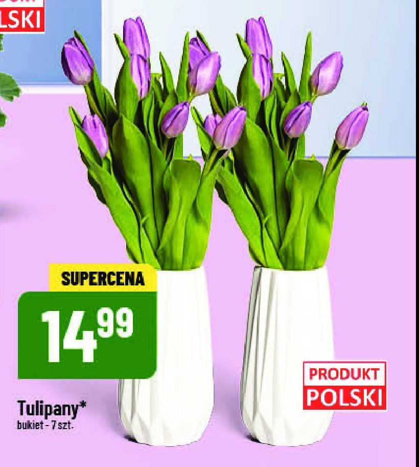 Tulipan promocja
