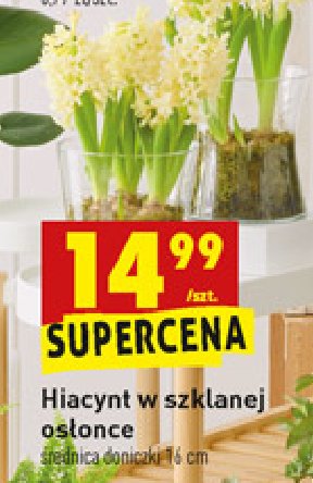 Hiacynt w szklanym wazonie promocja