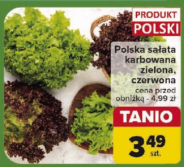 Sałata karbowana czerwona promocja