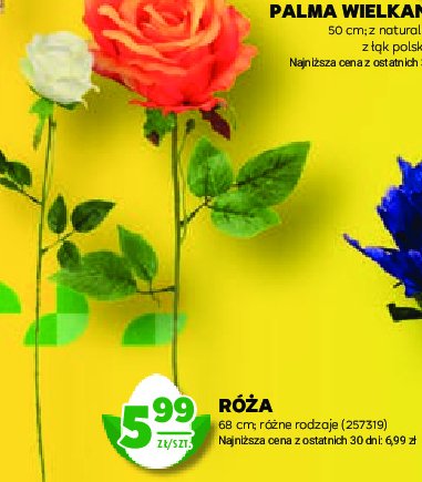 Róża 68 cm promocja