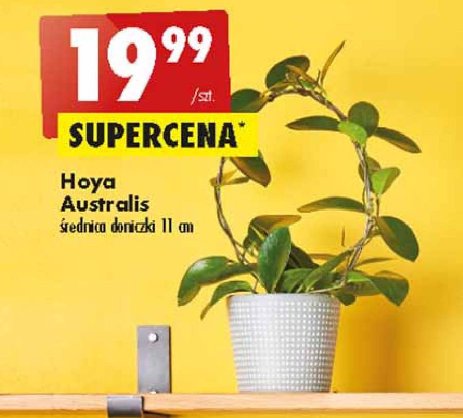 Hoya australis 11 cm promocje