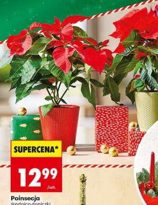 Poinsecja średnica doniczki 13 cm promocja w Biedronka