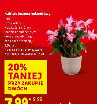 Kaktus bożonarodzeniowy promocja w Lidl