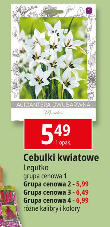 Cebule kwiatowe gr.4 W. legutko promocja w Leclerc