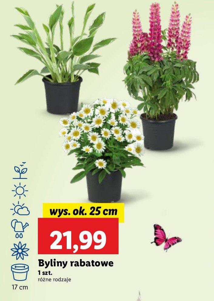 Bylina w donicy wys 17 cm promocja