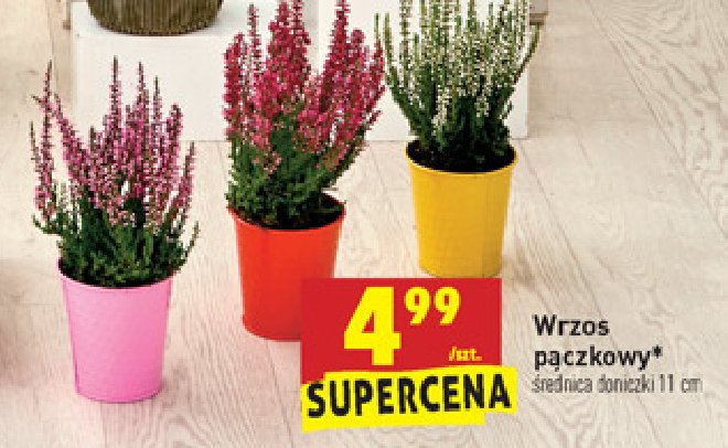 Wrzos pączkowy promocja w OBI