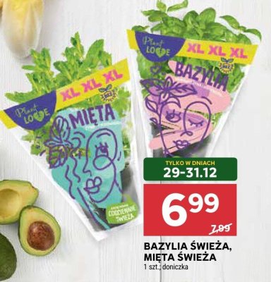 Bazylia świeża, mięta świeża promocja w Stokrotka