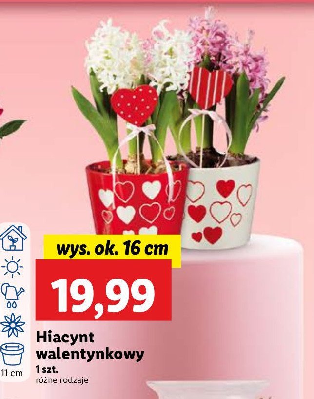 Hiacynt walentynkowy promocja