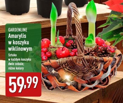 Amaryllis w koszyku wiklinowym  promocja w Aldi