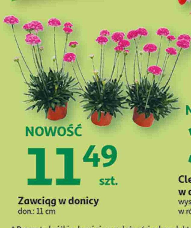 Zawci膮g don. 11 cm promocja