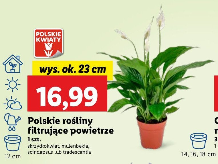 Tradescantia 7 cm promocja w Lidl