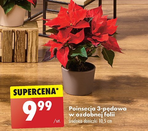 Poinsecja 3 pędowa 10.5 cm promocja w Biedronka