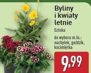 Goździk promocja w Aldi
