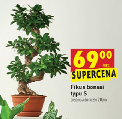 Fikus bonsai typu s promocja