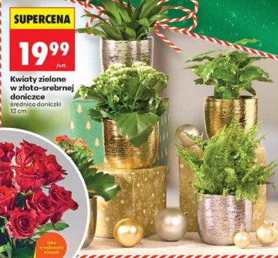 Kwiaty zielone w złoto-srebrnej doniczce średnica doniczki 12 cm promocja w Biedronka