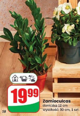 Zamioculcas promocja w Dino