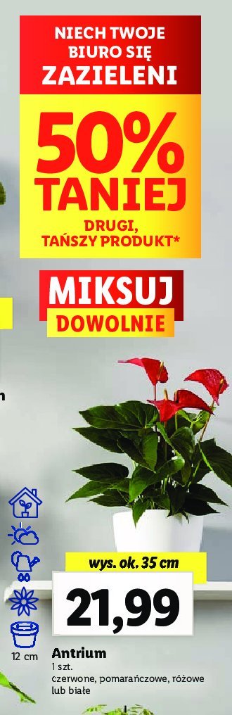 Antrium bia艂e don. 12 cm promocja