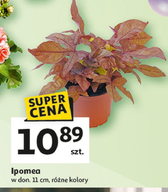 Ipomea promocja w Auchan