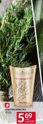 Tymianek doniczka promocja w Selgros