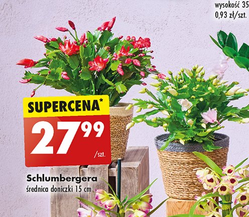 Schumberger promocja w Biedronka