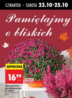 Chryzantema promocja w Biedronka