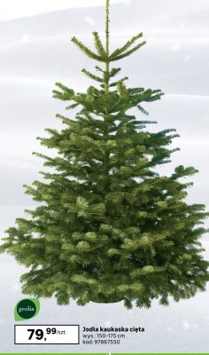 Jodła kaukaska cięta promocja w Leroy Merlin