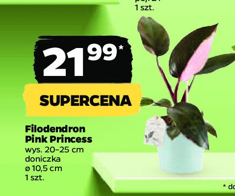 Filodendron pink princess 10.5 cm promocja