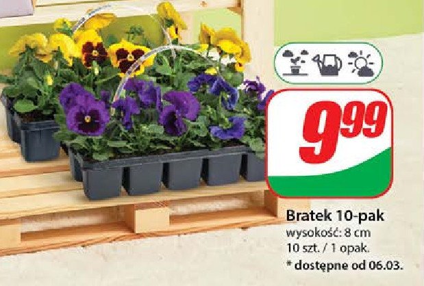 Bratek promocja