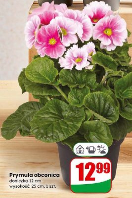 Prymula obconica doniczka 12 cm promocja w Dino