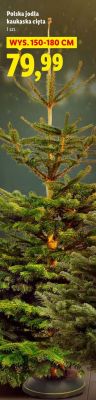 Choinka Polska jodła kaukaska cięta promocja w Lidl