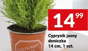 Cyprysik jasny doniczka 14 cm, 1 szt. promocja w Twój Market