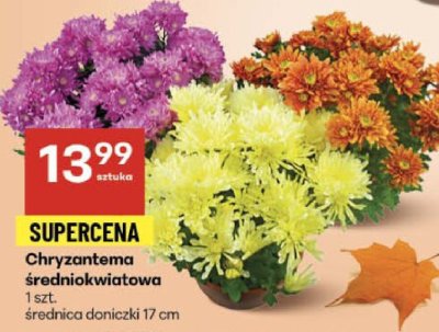 Chryzantema 艣redniokwiatowa doniczka 9 cm promocja w Delikatesy Centrum