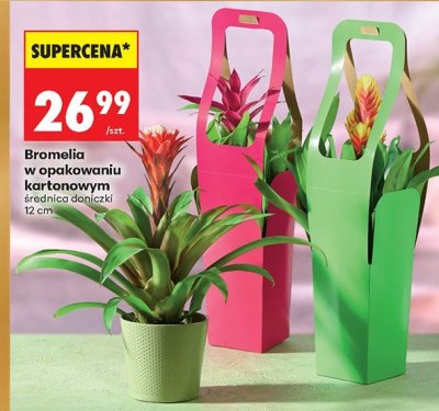 Bromelia w opakowaniu kartonowym średnica doniczki 12 cm promocja w Biedronka